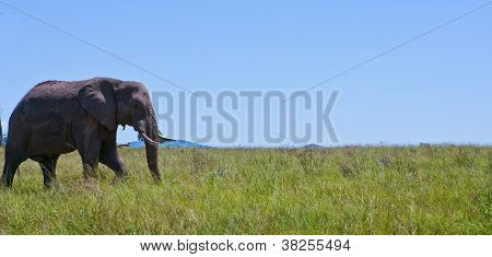 Elephant in Field