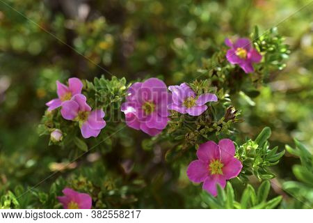 Flowers Macro Photography Lapchatka (lat. Potentilla) Pink On A Bush
