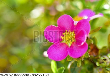Flowers Macro Photography Lapchatka (lat. Potentilla) Pink On A Bush