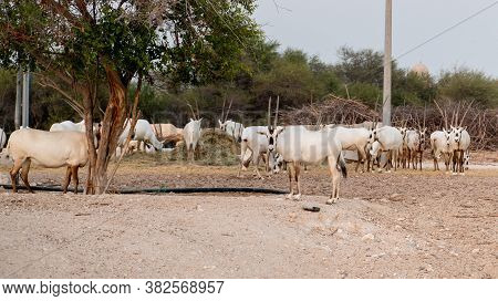 Oryx Roaming Around Freely In A Oryx Farm.