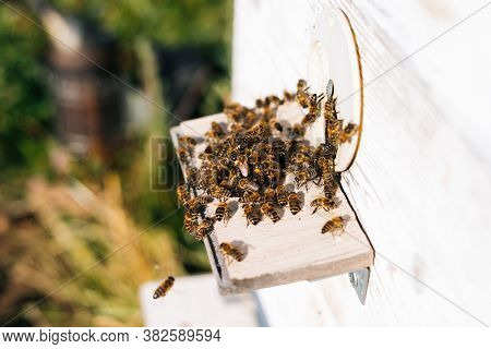 Close-up Swarm Of Honey Bees Carrying Pollen To Beehive In Bright Summer Sunny Day At Apiary. Swarm 