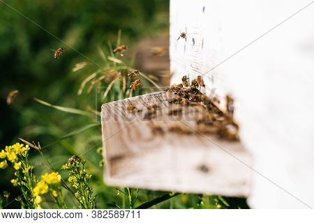 Side View Of Close-up Swarm Of Honey Bees Carrying Pollen To Beehive In Bright Summer Sunny Day At A