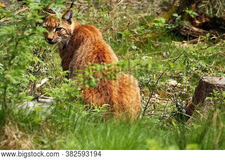The Eurasian Lynx (lynx Lynx) In The Forest Looking Through Raspberry Bush