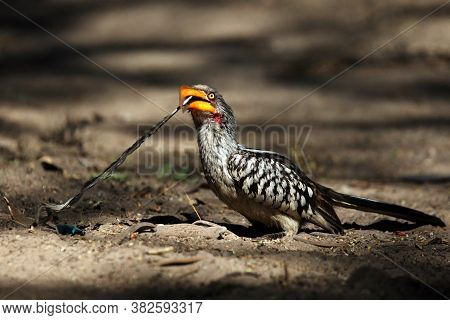 The Southern Yellow-billed Hornbill (tockus Leucomelas)sitting On The Ground With A Feather In Its B