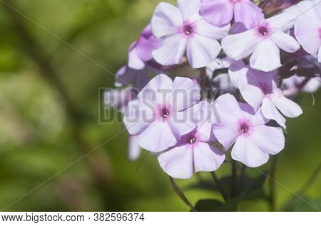 Garden Phlox Flowers Close Up Shot In Summer