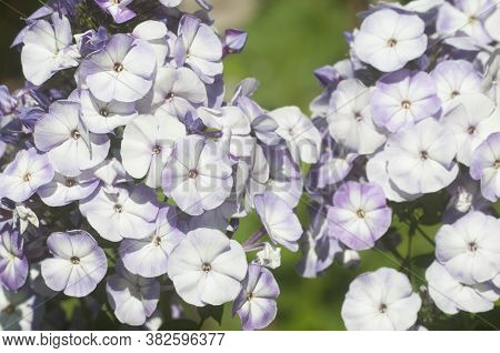 Garden Phlox Flowers Close Up Shot In Summer