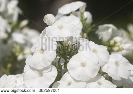 Garden Phlox Flowers Close Up Shot In Summer