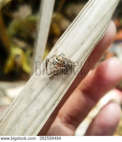 Looking Beautiful Spider On A Leaf On Hand