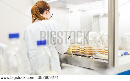 Female Scientist Working With Bacteria In Laminar Flow At Corona Virus Vaccine Development Laborator