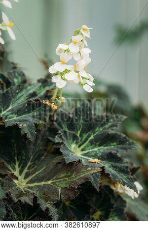Green Leaves And Flower Of Plant Begonia Rex Putz, Commonly Known As King Begonia, Rex Begonia, Is A