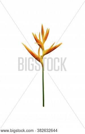 Heliconia Psittacorum (golden Torch) Flowers, Tropical Flowers Isolated On White Background.