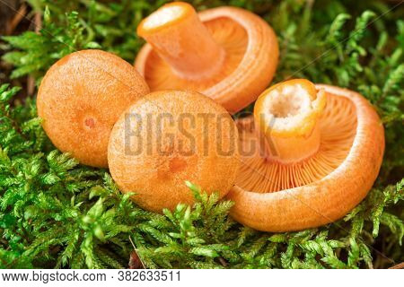 Raw Saffron Milk Cap Mushrooms On Moss Background. Lactarius Deliciosus Mushroom Closeup. Forest Mus