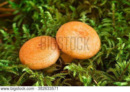 Two Saffron Milk Mushrooms In Moss. Lactarius Deliciosus Mushroom Closeup. Forest Mushroom. Selectiv