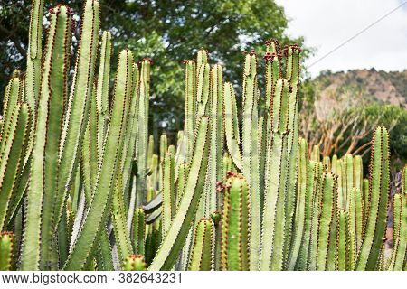 Close up of succulent green cactus at botanical garden