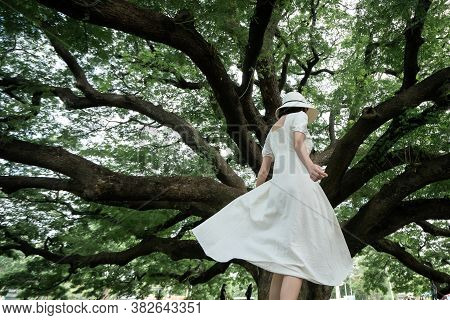 Woman Wearing White Dress Enjoying Good Moment An Standing Under The Giant Monkey Pod Trees In Kanch