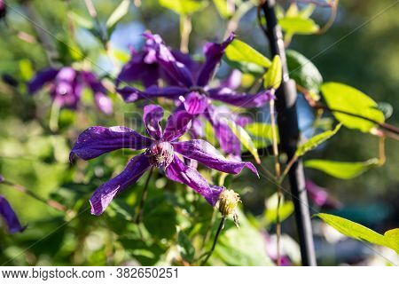 Climbing Purple Climatis Growing In Garden In The Sunlight On A Summer Day.dark Blue-purple Climatis