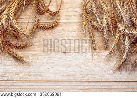 Barley Malt. Whole, Barley, Harvest Wheat Sprouts. Wheat Grain Ear Or Rye Spike Plant Isolated On Br