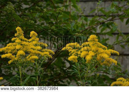Yellow Solidago Virgaurea Flower In Summer Garden Blooming