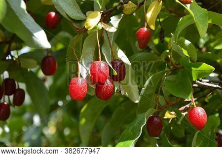 Elaeagnus Multiflora (goumi, Gumi, Natsugumi, Or Cherry Silverberry)