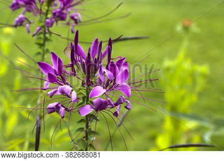 Gaura Pink Flower Inflorescences And Long Stamens