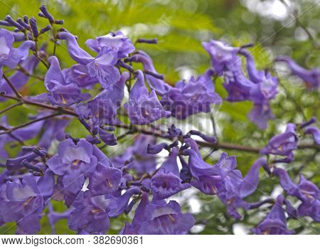Blue Blossom Flowers Of The Jacaranda Tree, Purple Long Bells