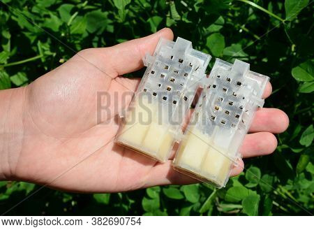A Man Is Keeping Two Plastic Cages With Honey Bee Queens, Some Bees And Honey To Raise Productive Be