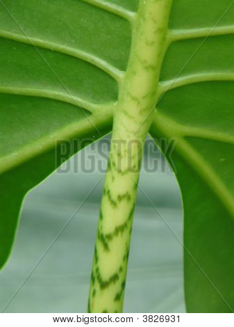 Foglia verde