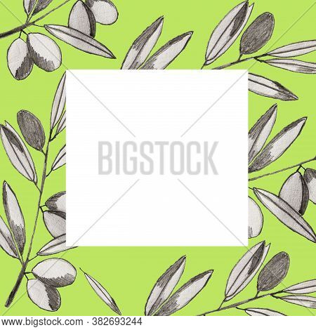 Green Frame With Olive Branches, Leaves And Olives. Pencil Hand Drawing. Design Element. Packaging D