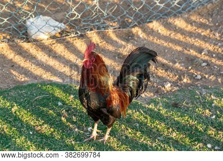 Rooster And Hen. Hen And Rooster Togeather In The Organic Home Farming