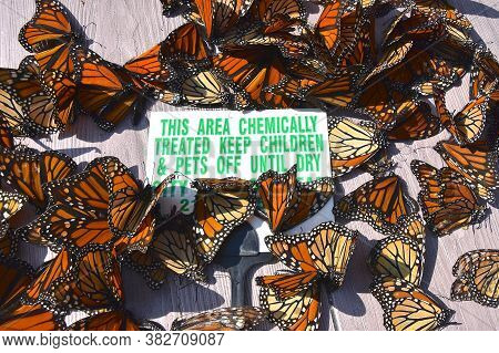 The  Conflict Of Using Of Chemicals To Control Mosquitos Verses  The Protection Of The Environment