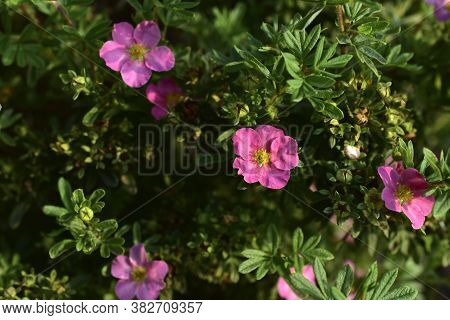 Green Bush With Flowers Lapchatki (potentilla) Erect Kalgan Close-up