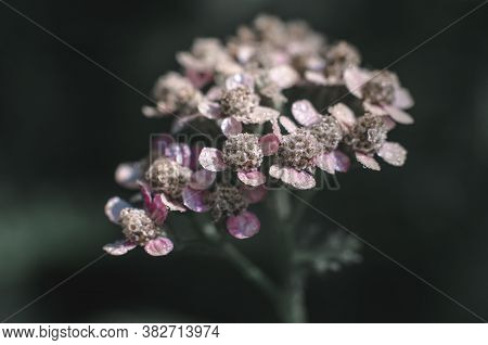 Macro Photo Of Beautiful Pink Yarrow Flower. Yarrow In Dark Green Tint.