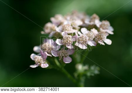 Macro Photo Of Beautiful Pink Yarrow Flower. Yarrow In Dark Green Tint.