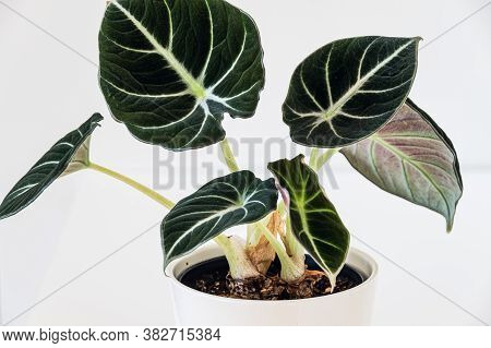 Close-up On Alocasia Reginula 'black Velvet' Plant. Tropical Potted Plant On A White Background.