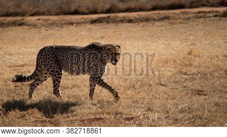 Cheetah, Guepard Is On The Wild Autumn, Winter Savannah. Wild Animals In Nature. Wildlife Safari In 