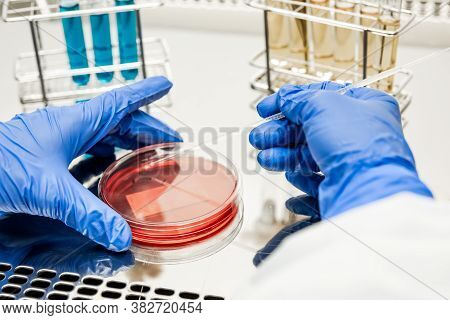 Researcher Working With Petri Plate In A Microbiology Laboratory. In The Background Are Test Tubes W