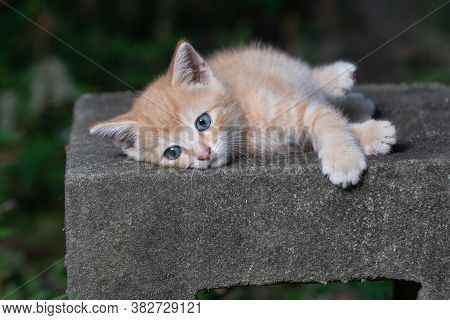 Cute Yellow Tabby Kitten