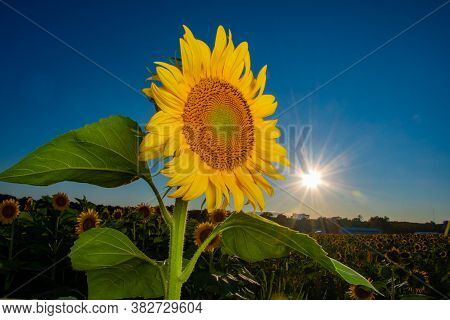 Sunflower In A Field At Sunset