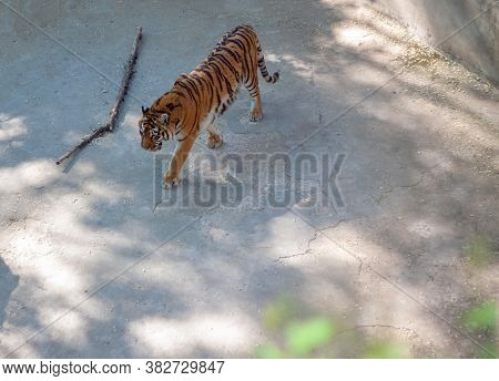 One Tiger Walks In Its Aviary Lonely In  Weather At The Zoo