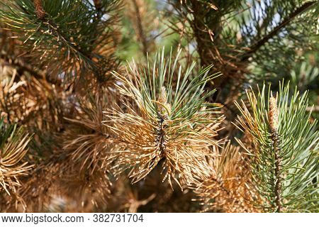 Yellowed And Drying Needles On Coniferous Trees In The Forest, Close Up Of Pine And Spruce With A Ch