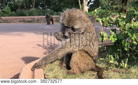 Baboon Grooming In Foreground With Second Baboon Knuckle Walking In Background At Ngorongoro Nationa