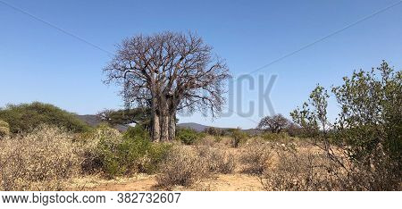Baobab Tree Alone Among Desert Brush On A Cloudless Day In Tanzania.