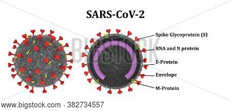 Structure Of The Sars-cov-2 Coronavirus Molecule In Full And In Section. 3d Render, 3d Illustration