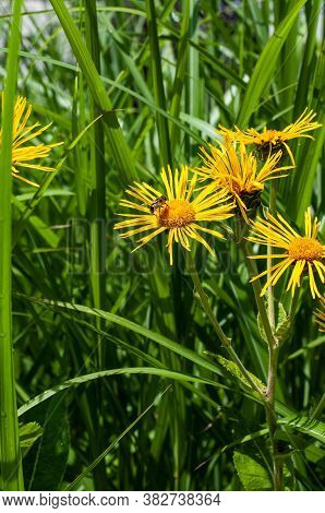 Close-up Of Yellow Flowers Of Elecampane Or Horse Heal With An Honey Bee