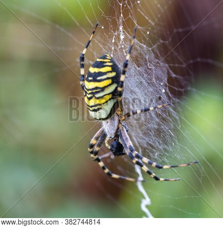 Argiope Bruennichi (wasp Spider) On Web, Species Of Orb-web Spider Distributed Throughout Central Eu