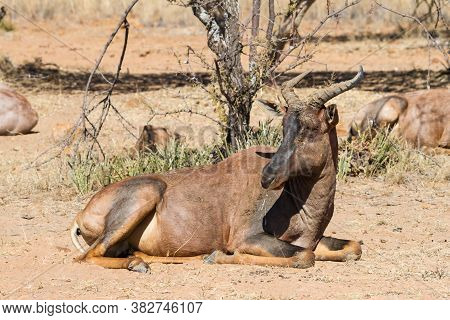 Tsessebe (damaliscus Lunatus Lunatus) Rare Antelope Closeup Lying On The Ground In South Africa