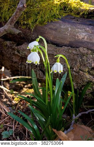 Snowflake Flower Near The Log. Spring Nature Background In Forest