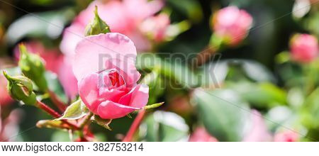 Soft Pink Rose Bonica With Buds In The Garden. Perfect For Background Of Greeting Cards For Birthday