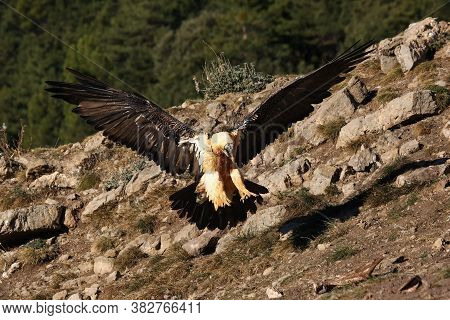 The Bearded Vulture (gypaetus Barbatus), Also Known As The Lammergeier Or Ossifrage Flies Low Over T