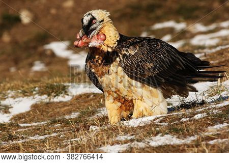 The Bearded Vulture (gypaetus Barbatus), Also Known As The Lammergeier Or Ossifrage With A Large Bon
